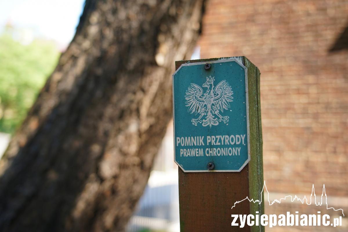 Te drzewa niejedną historię „pamiętają”