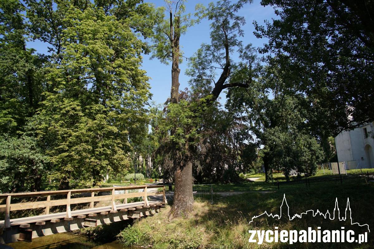 Te drzewa niejedną historię „pamiętają”