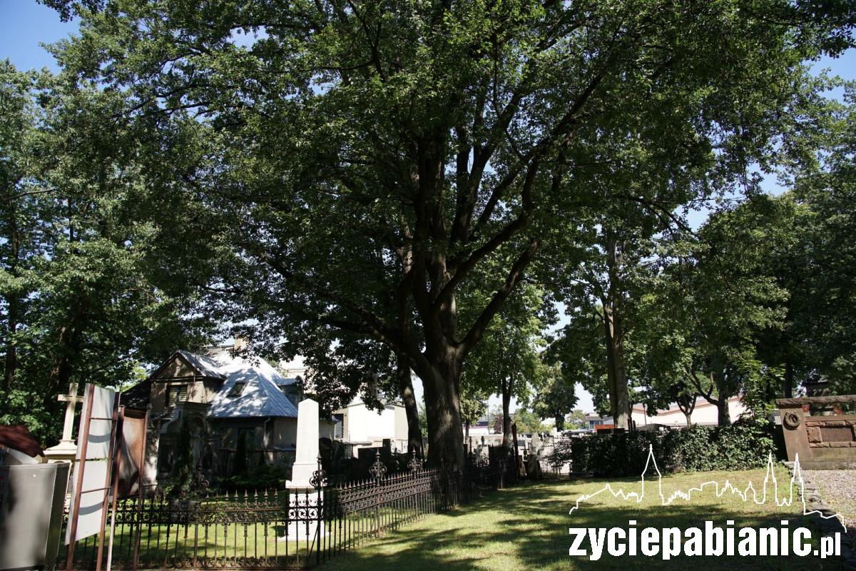 Te drzewa niejedną historię „pamiętają”