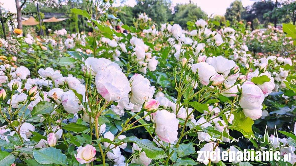 Aflopark zaprasza na Święto Róży