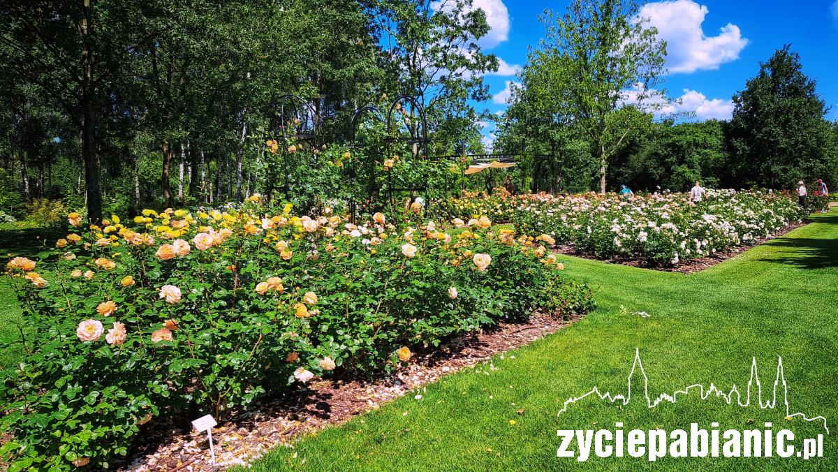 Aflopark zaprasza na Święto Róży