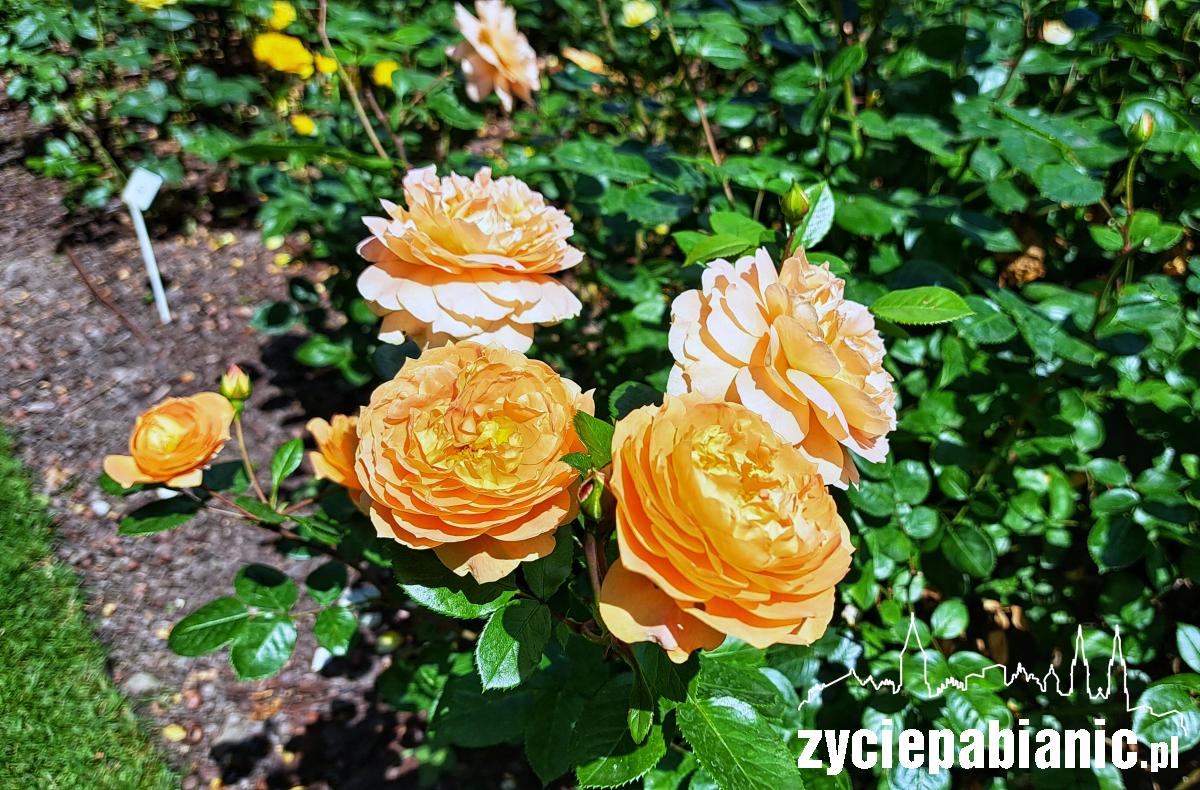 Aflopark zaprasza na Święto Róży