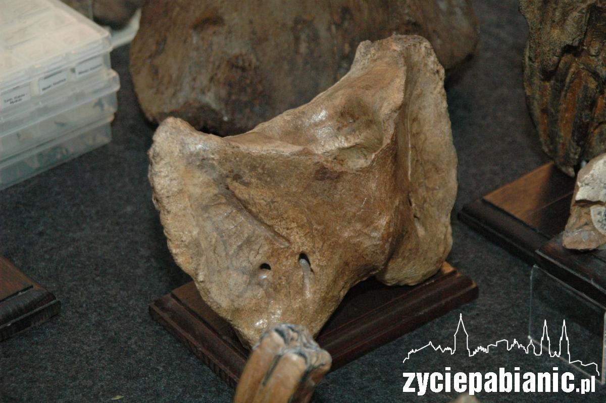 Stąpając po prehistorii