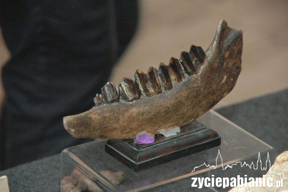 Stąpając po prehistorii