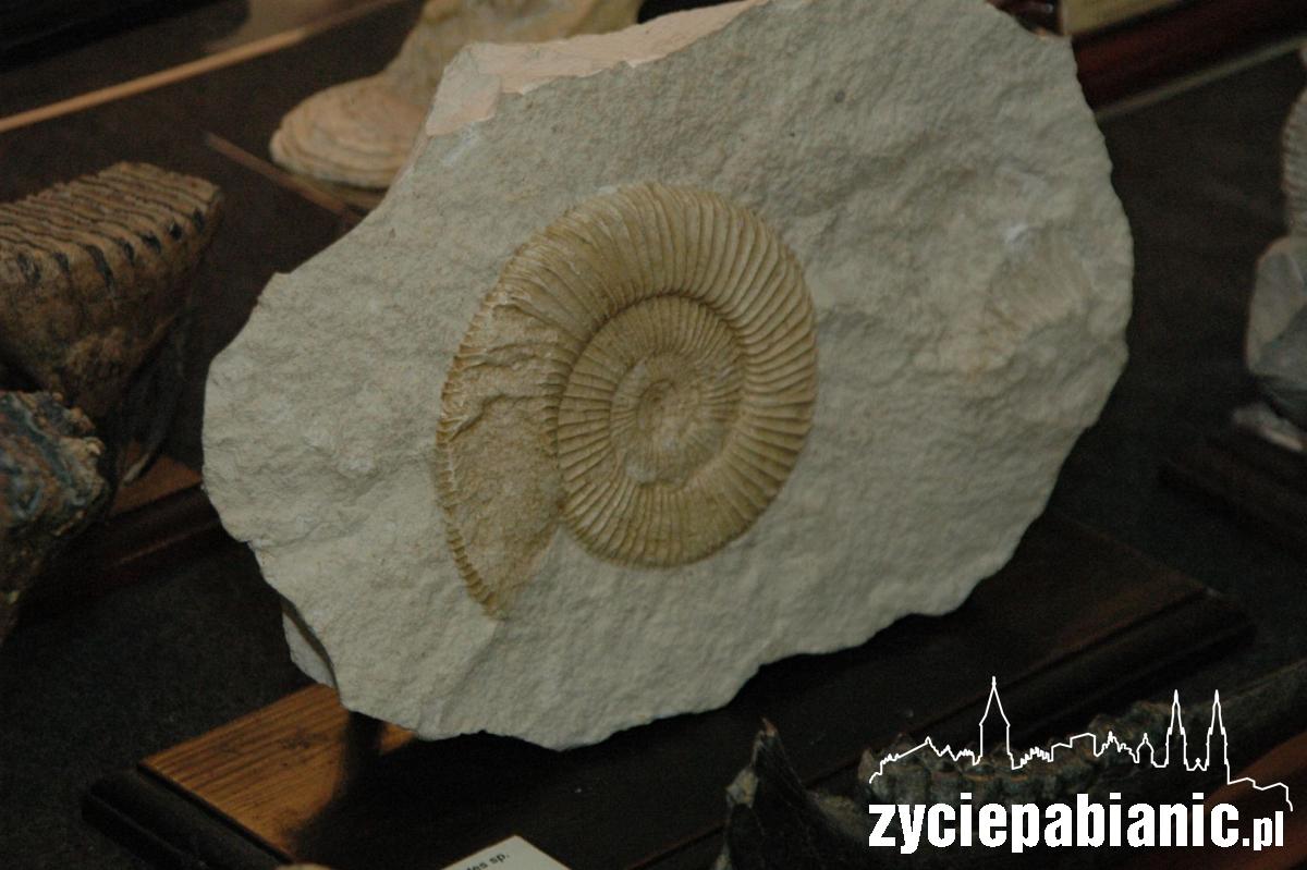 Stąpając po prehistorii