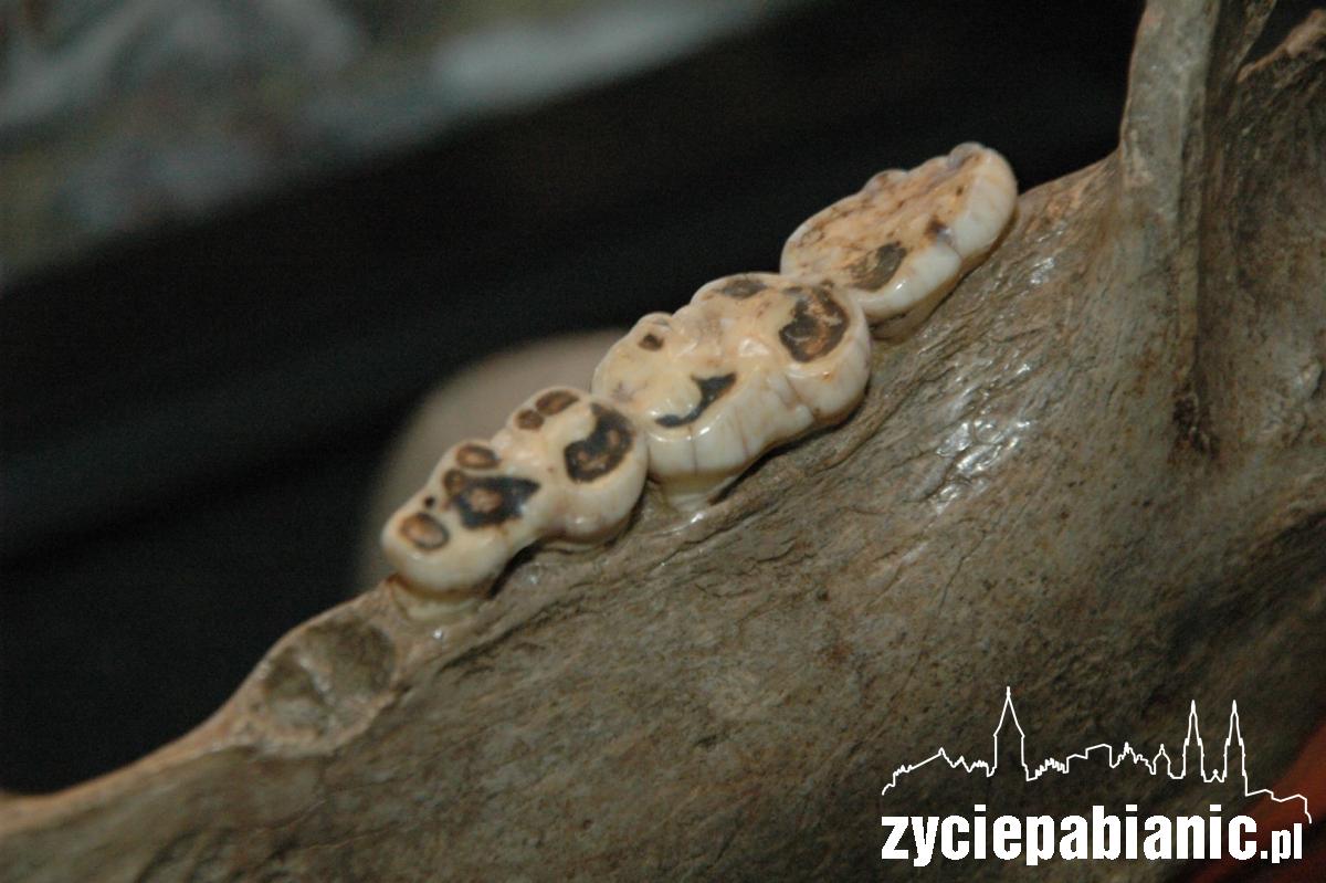 Stąpając po prehistorii