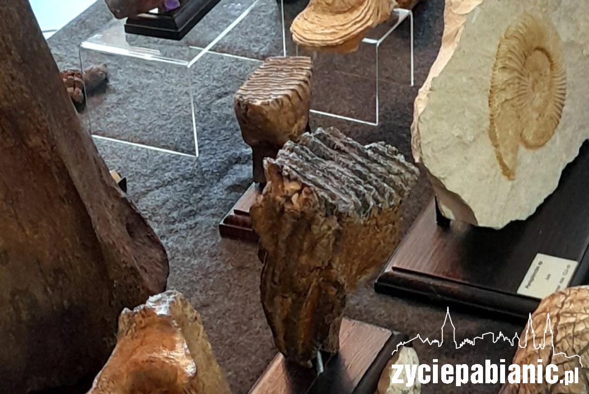 Stąpając po prehistorii