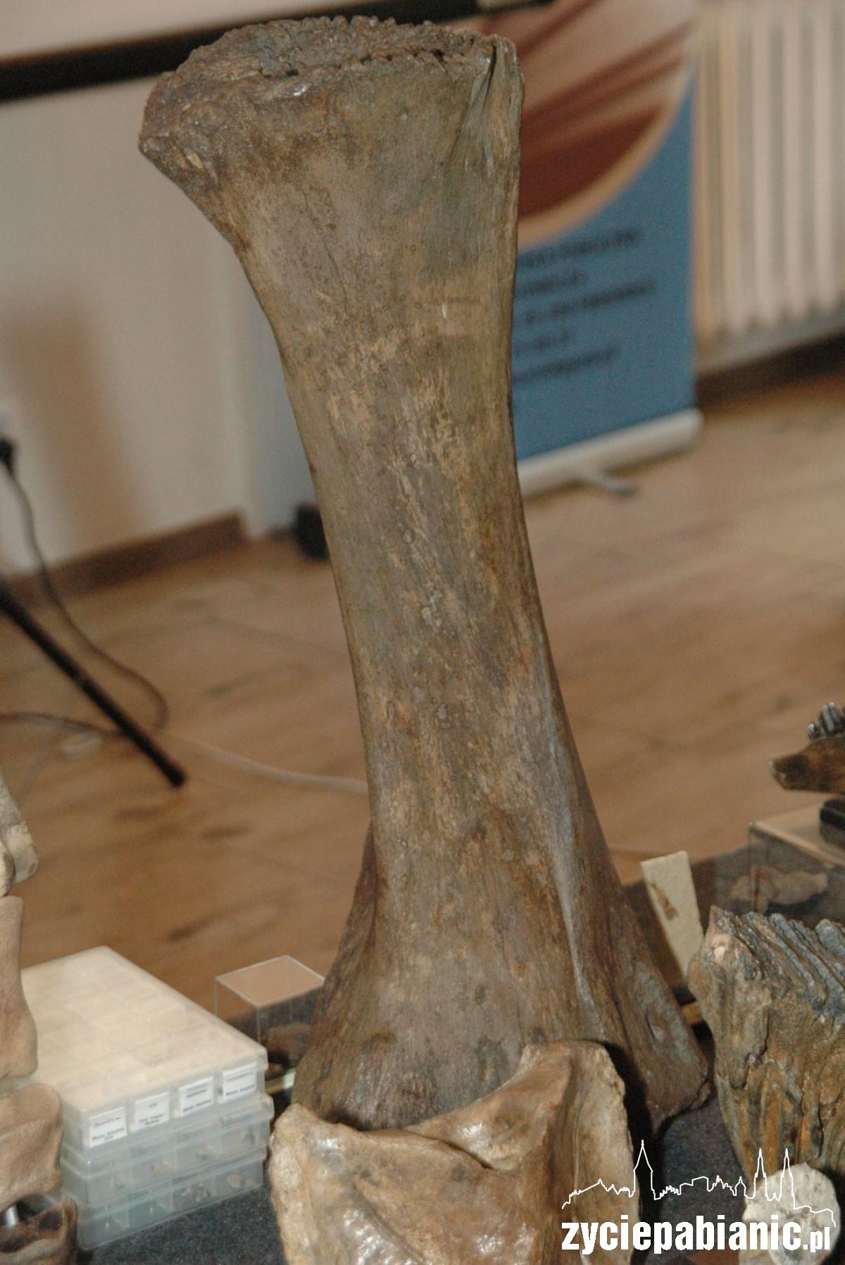 Stąpając po prehistorii