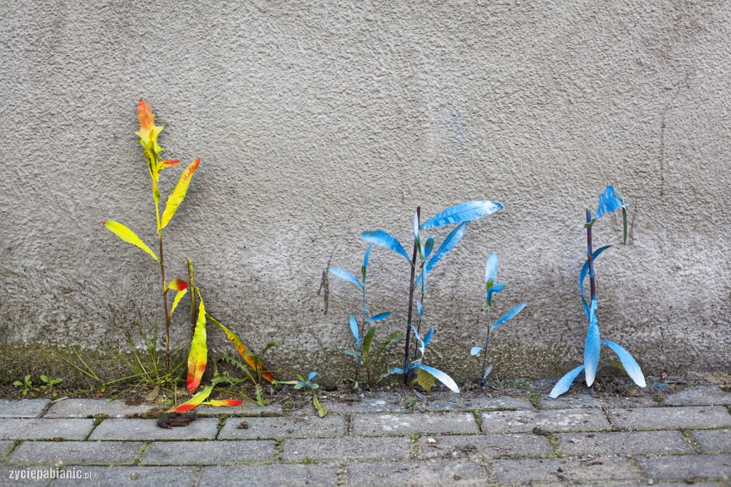 Mini Street Art Kruka wróci na ulice Pabianic