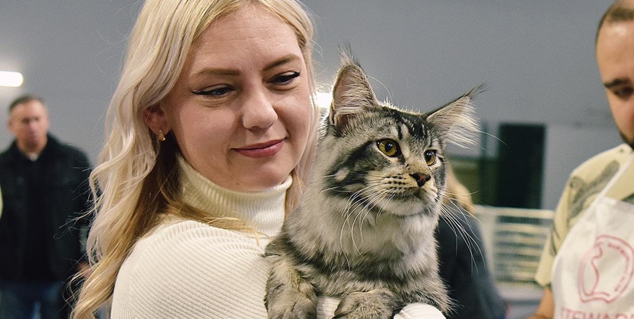 Wystawa kotów rasowych