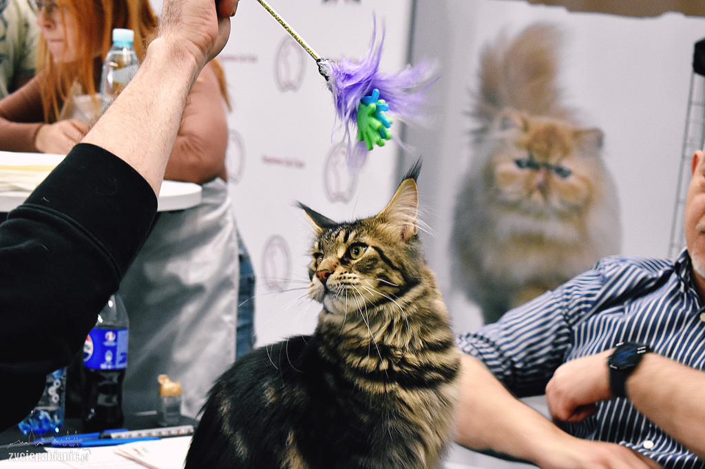 Wystawa kotów rasowych