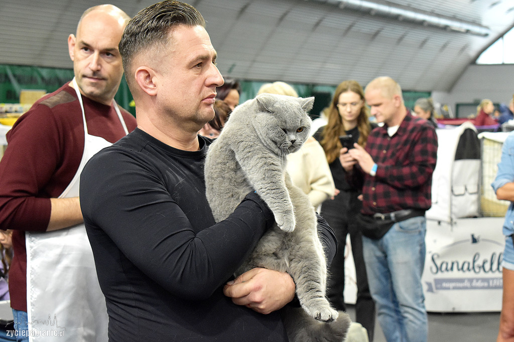 Wystawa kotów rasowych