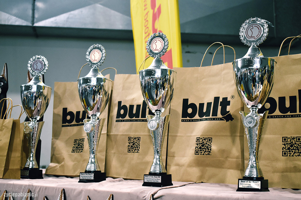 Wystawa kotów rasowych