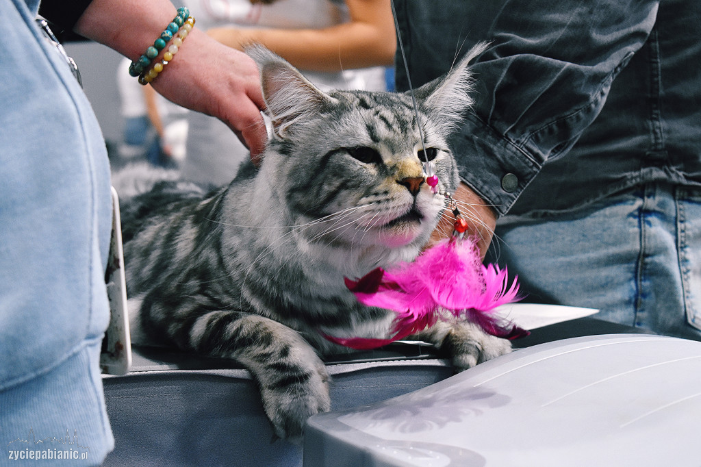 Wystawa kotów rasowych