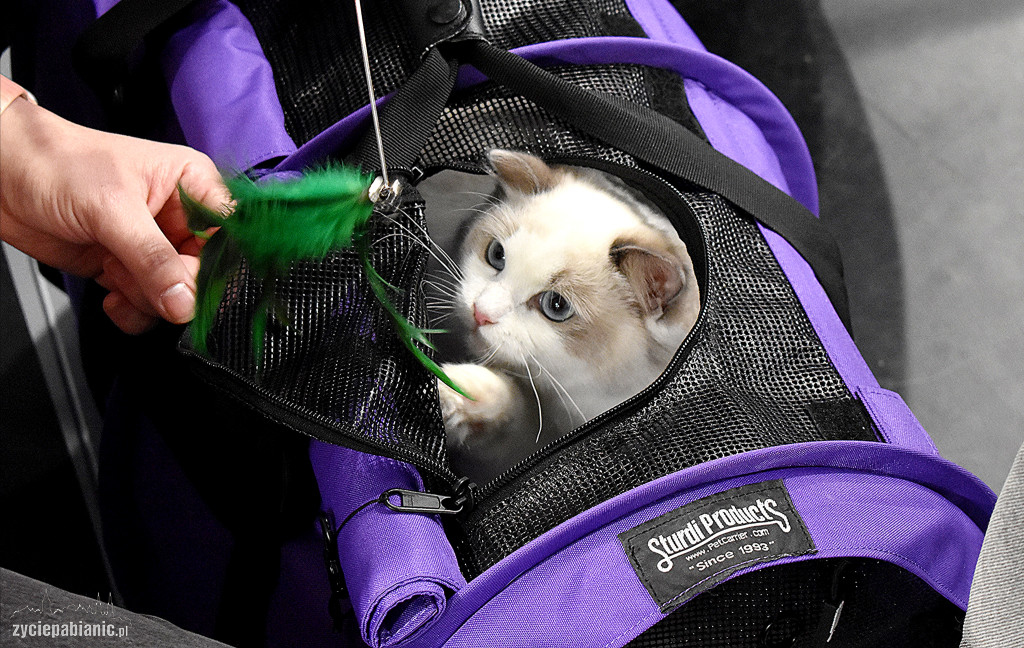 Wystawa kotów rasowych