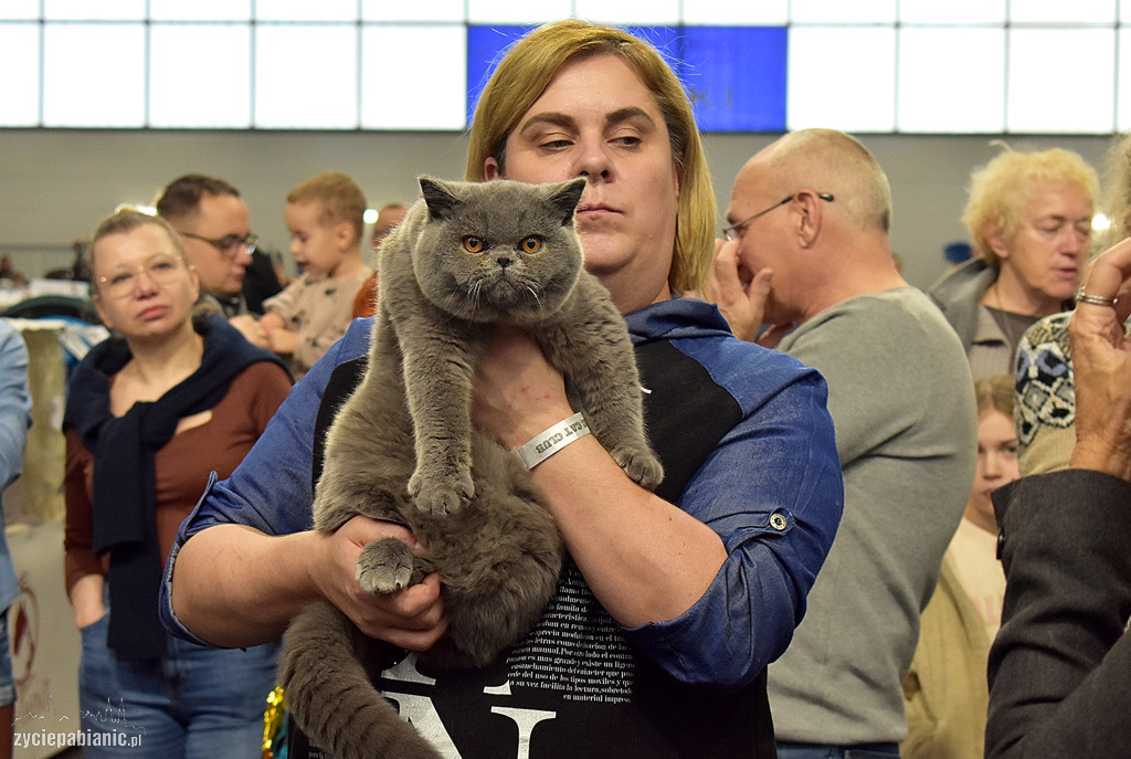Wystawa kotów rasowych