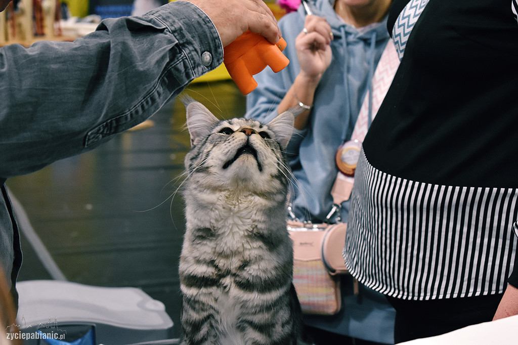 Wystawa kotów rasowych