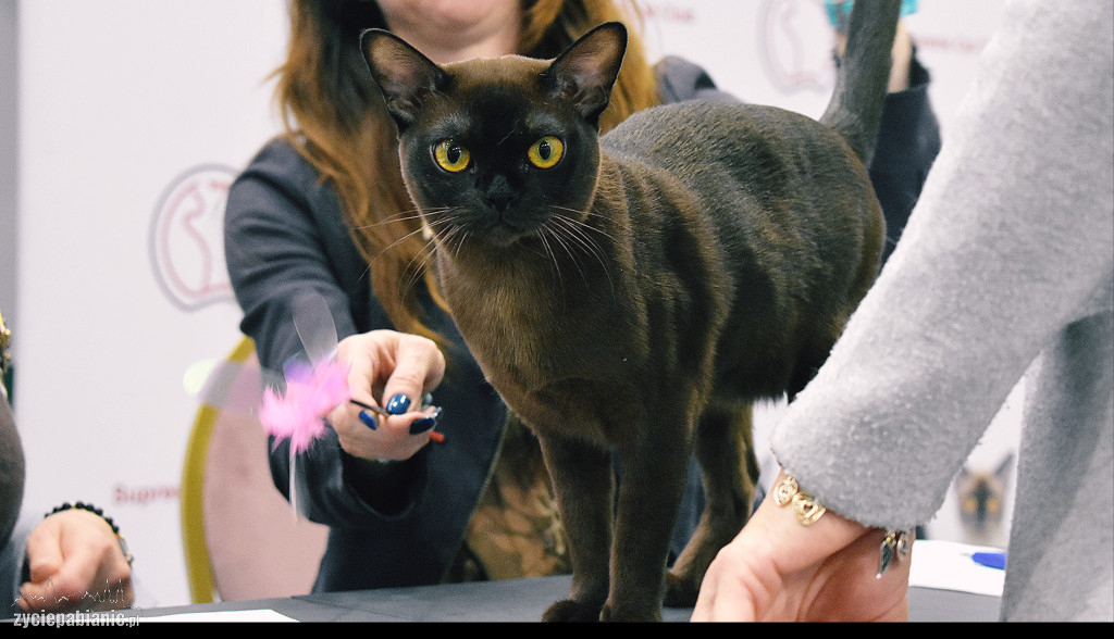 Wystawa kotów rasowych
