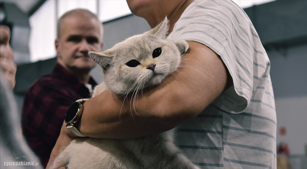 Wystawa kotów rasowych