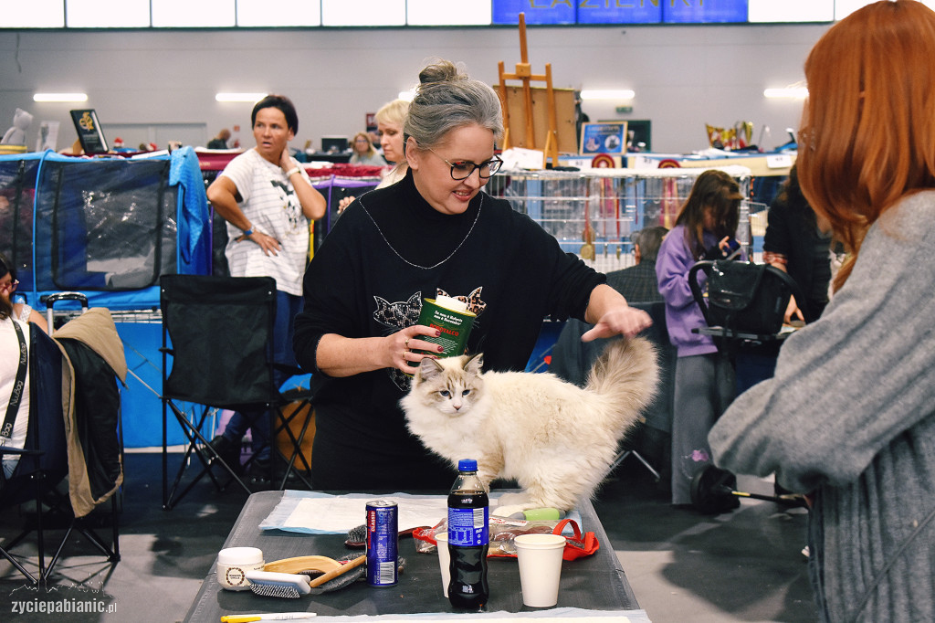 Wystawa kotów rasowych