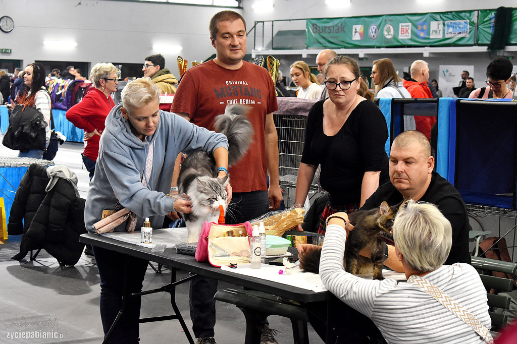 Wystawa kotów rasowych