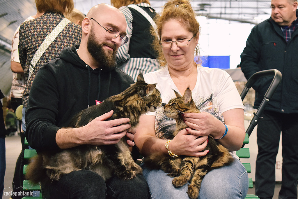 Wystawa kotów rasowych