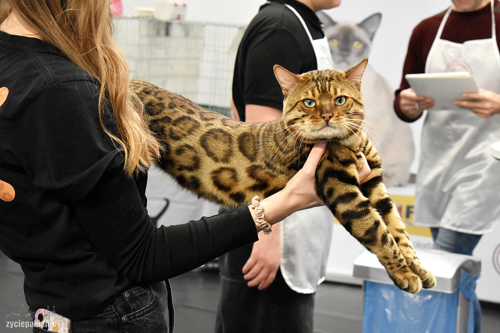 Wystawa kotów rasowych