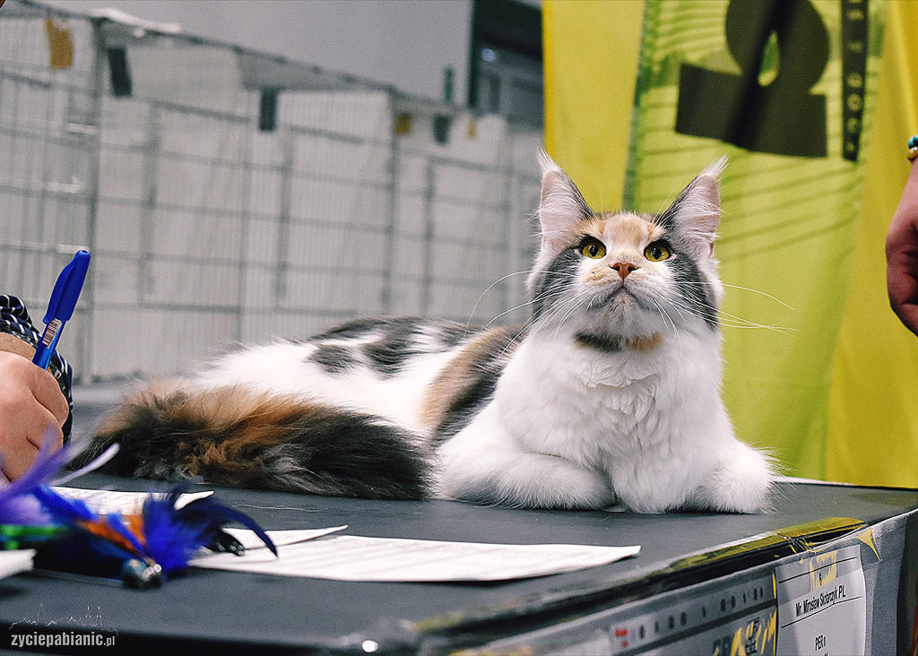 Wystawa kotów rasowych