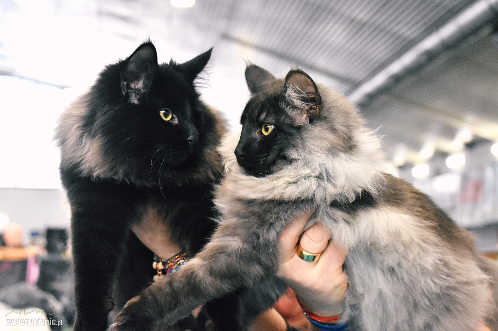 Wystawa kotów rasowych