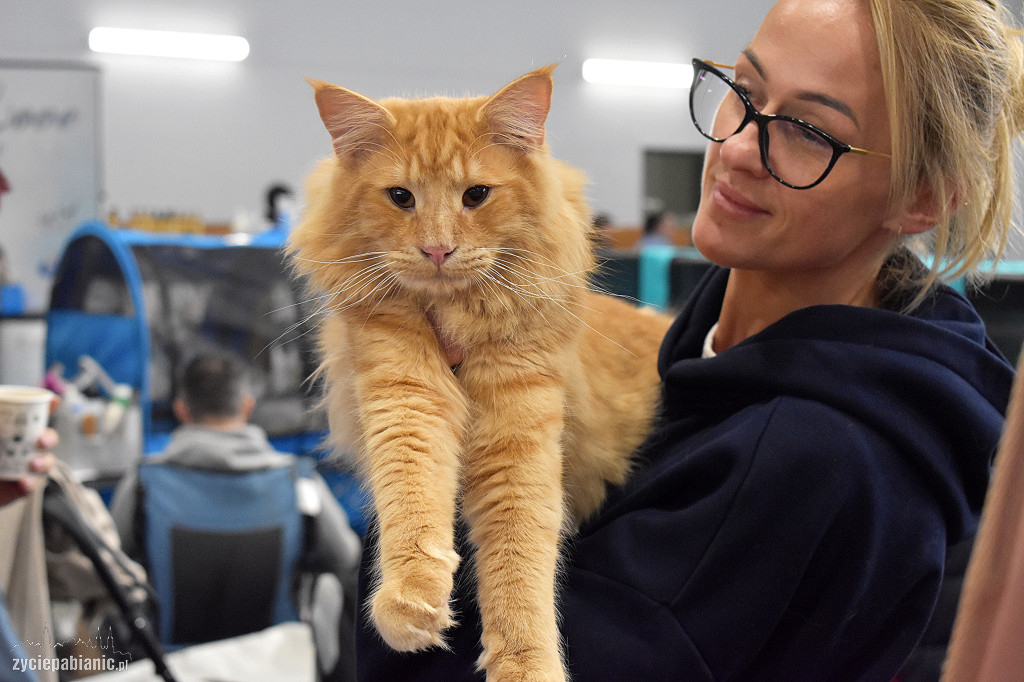 Wystawa kotów rasowych