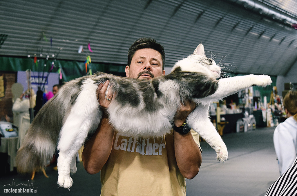 Wystawa kotów rasowych