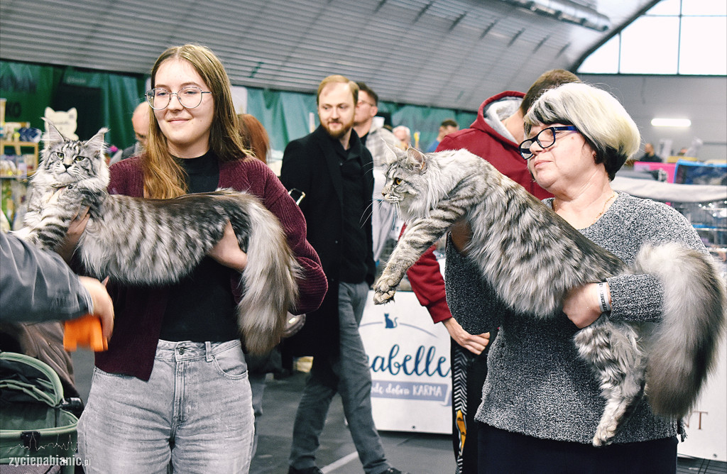 Wystawa kotów rasowych