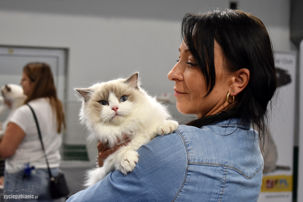 Wystawa kotów rasowych