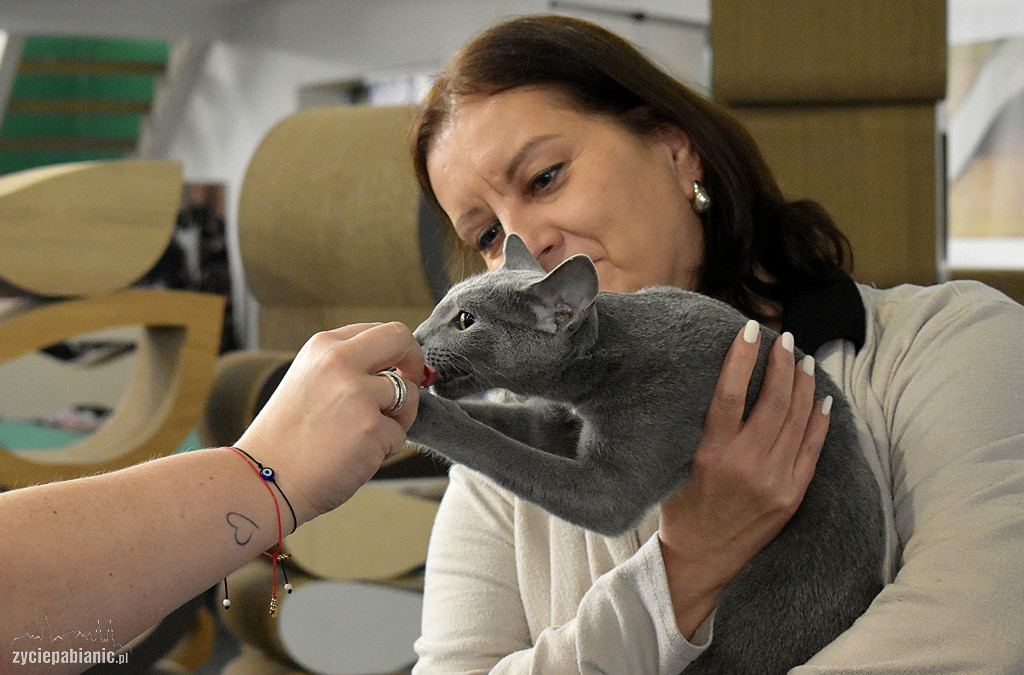 Wystawa kotów rasowych