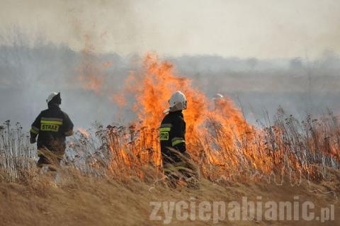 Paliły się nieużytki na Karolewie. W akcji brało udział 14 jednostek straży pożarnej.