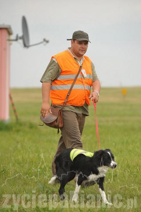 6- miesięczny border collie o imieniu Falco płoszy ptaki na łódzkim lotnisku. Jego opiekunem jest pabianiczanin Andrzej Fijałkowski