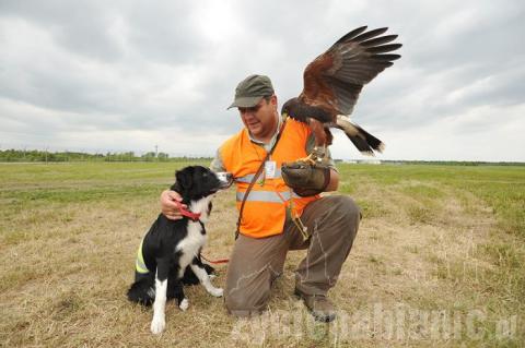 6- miesięczny border collie o imieniu Falco płoszy ptaki na łódzkim lotnisku. Jego opiekunem jest pabianiczanin Andrzej Fijałkowski