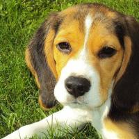 beagle, żywienie, karma, życiepabianic.pl