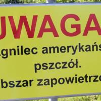 Zgnilec amerykański atakuje pszczoły w powiecie pabianickim