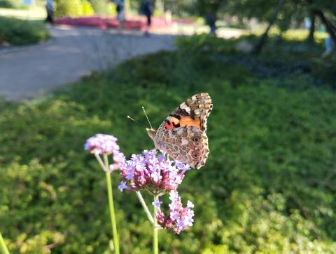 motyl