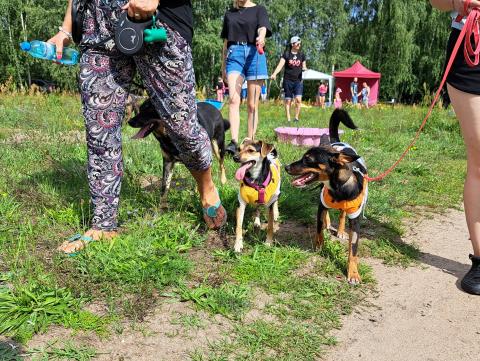 Pabianicki zlot "adopciaków" Życie Pabianic