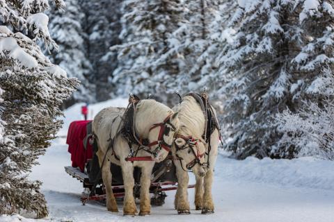 Kulig Zakopane 2024 , życiepabianic.pl