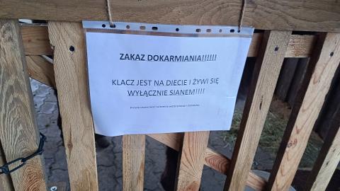 Żywa szopka stanęła przy ul.  Jana Pawła II Życie Pabianic