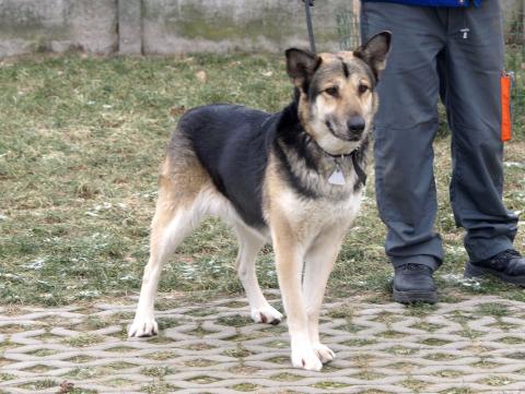 W minionym roku z pabianickiego schroniska zostało adoptowanych 118 psiaków