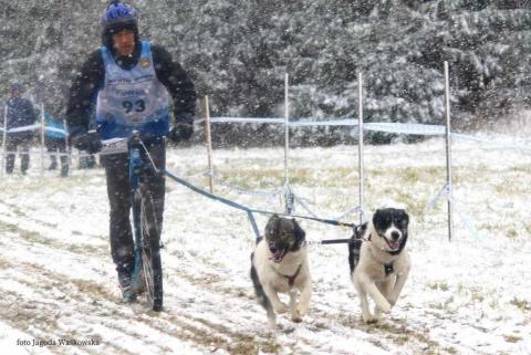 Oprócz grenlandzkiego duetu w domu mają jeszcze cztery husky