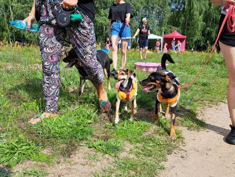 Zlot Adopciaków po raz piąty Życie Pabianic 