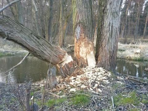 Nie ma sposobu na bobra Życie Pabianic