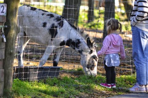 Dobronianka: mini zoo z niemałymi atrakcjami