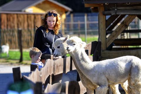 Dobronianka: mini zoo z niemałymi atrakcjami