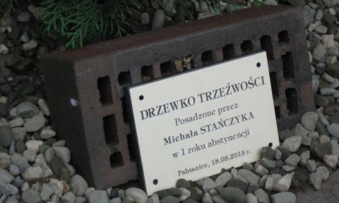 69 świerków w Alei Trzeźwości w "Granicy" Życie Pabianic